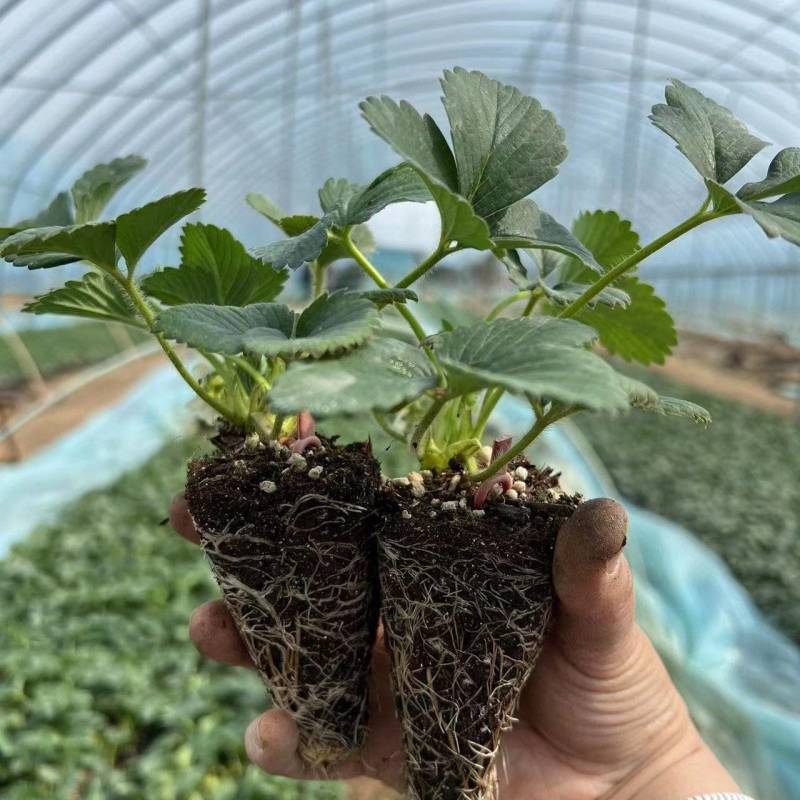 脱毒一二代草莓种苗香野红颜章姬红玉宁玉真红