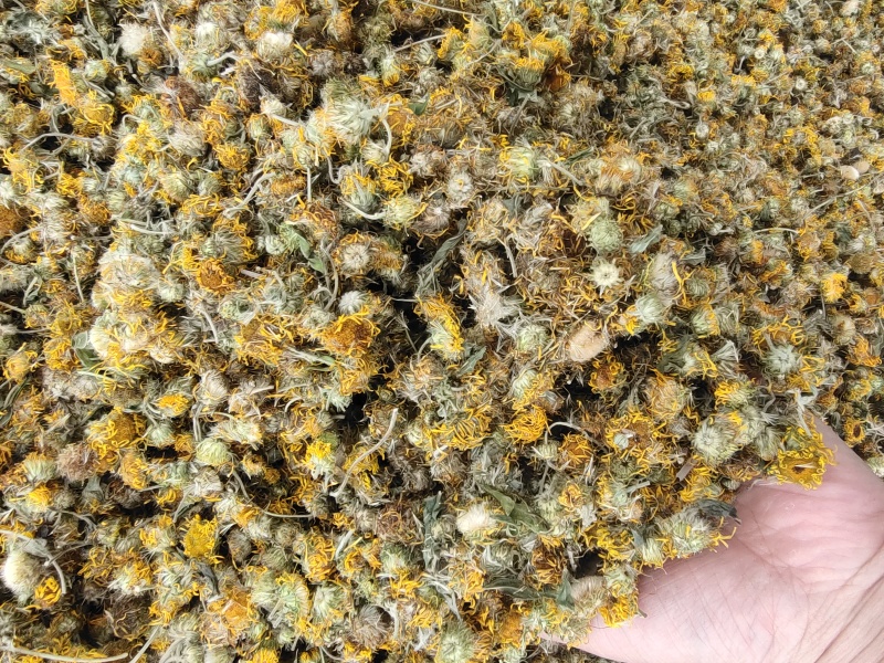 常年大量购销本地精品旋覆花小黄花，阳信劳店镇