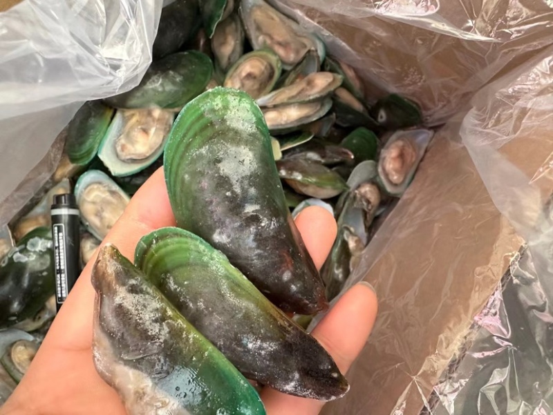 半壳青口贝黑口贝贻贝淡菜新鲜速冻蓝口贝海鲜自助食材烧烤