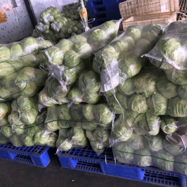 湖北精品甘蓝大量有货，欢迎新老顾客前来洽谈合作