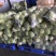 湖北精品甘蓝大量有货，欢迎新老顾客前来洽谈合作