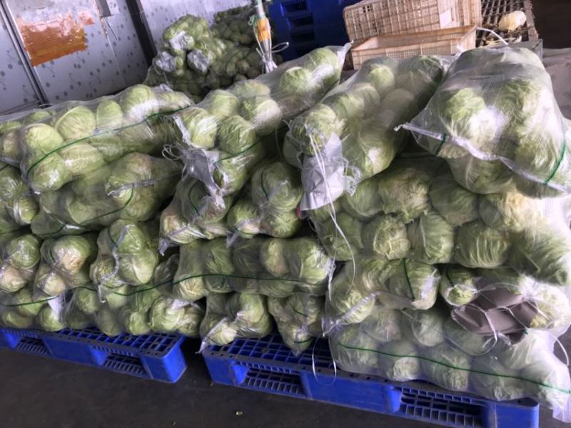湖北精品甘蓝大量有货，欢迎新老顾客前来洽谈合作