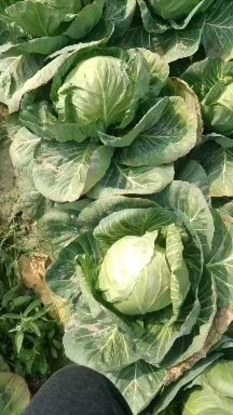 湖北精品甘蓝大量有货，欢迎新老顾客前来洽谈合作