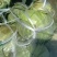 湖北精品甘蓝大量有货，欢迎新老顾客前来洽谈合作