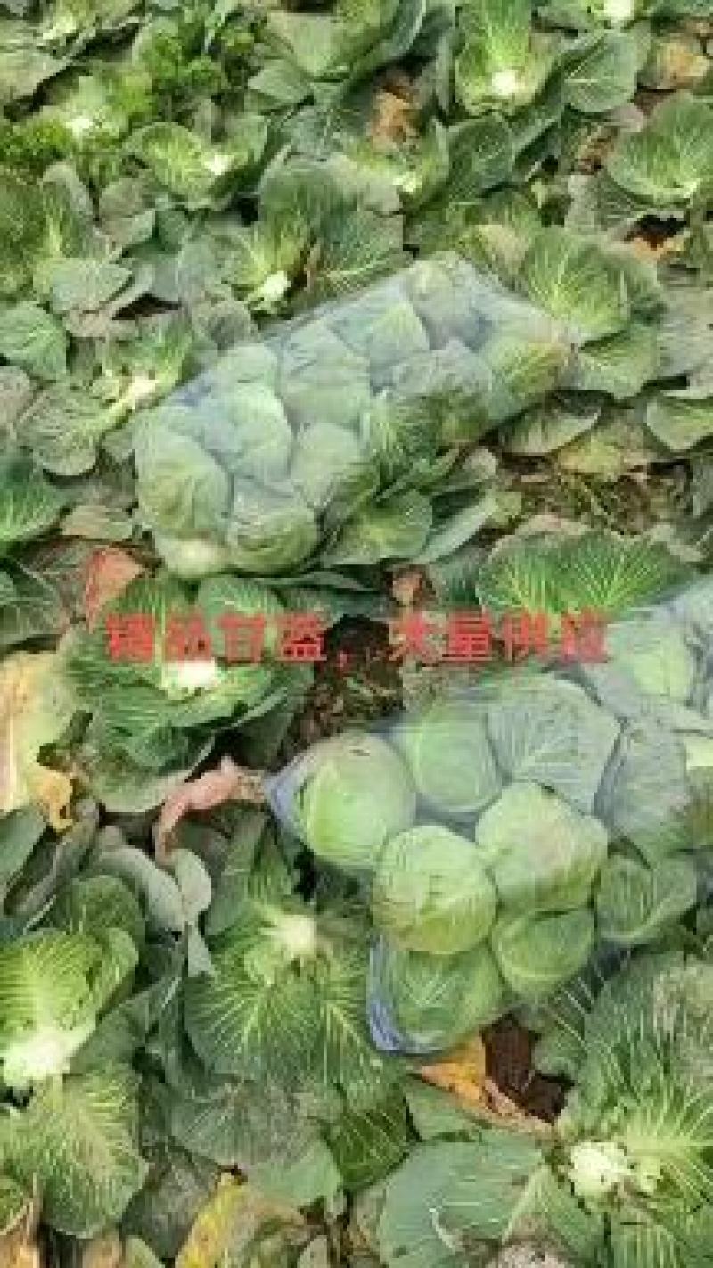 湖北精品甘蓝大量有货，欢迎新老顾客前来洽谈合作