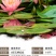 睡莲根块池塘睡莲花水培植物四季莲花盆栽水养花卉荷花大睡莲