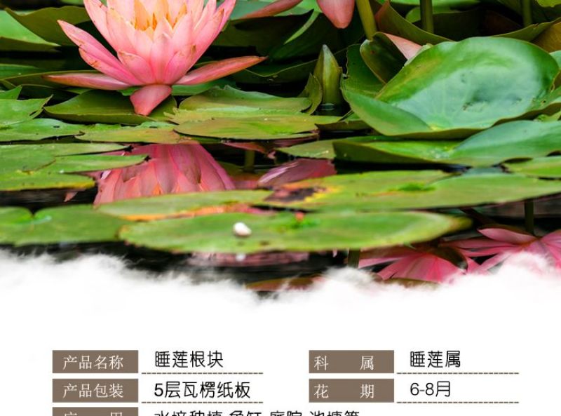 睡莲根块池塘睡莲花水培植物四季莲花盆栽水养花卉荷花大睡莲