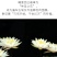 睡莲根块池塘睡莲花水培植物四季莲花盆栽水养花卉荷花大睡莲