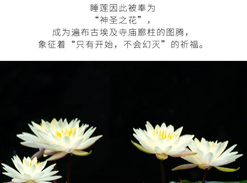 睡莲根块池塘睡莲花水培植物四季莲花盆栽水养花卉荷花大睡莲