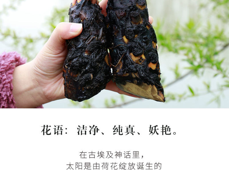 睡莲根块池塘睡莲花水培植物四季莲花盆栽水养花卉荷花大睡莲