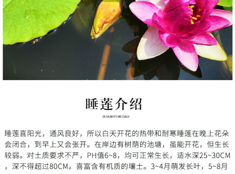 睡莲根块池塘睡莲花水培植物四季莲花盆栽水养花卉荷花大睡莲