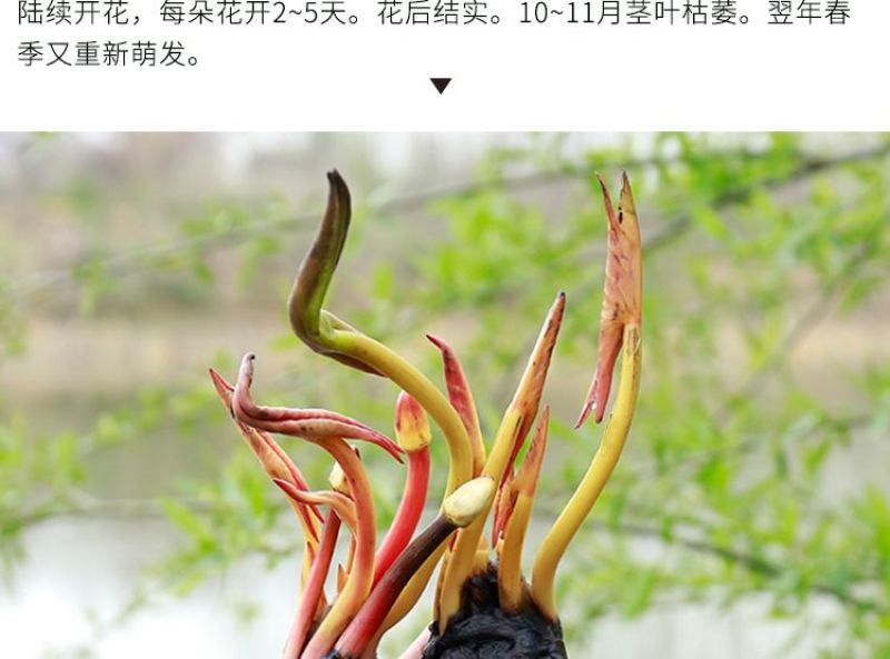 睡莲根块池塘睡莲花水培植物四季莲花盆栽水养花卉荷花大睡莲