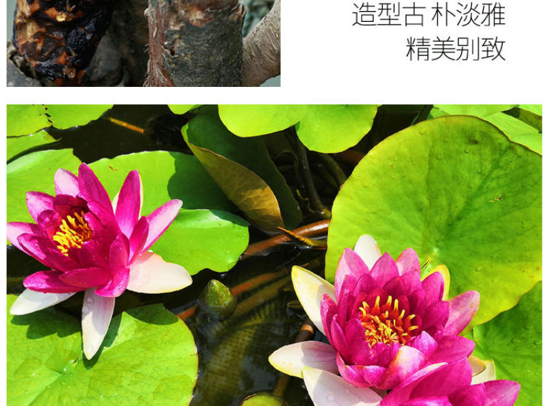 睡莲根块池塘睡莲花水培植物四季莲花盆栽水养花卉荷花大睡莲