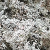 山东本地棉茵陈，无杂质，量大，干度高，前后期常年购销