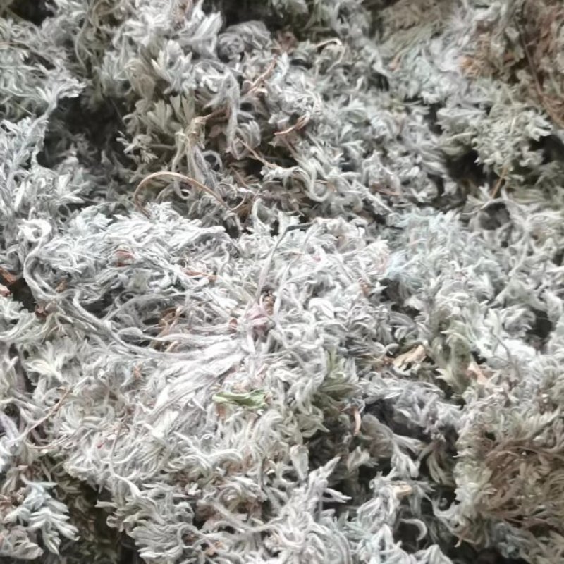 山东本地棉茵陈，无杂质，量大，干度高，前后期常年购销