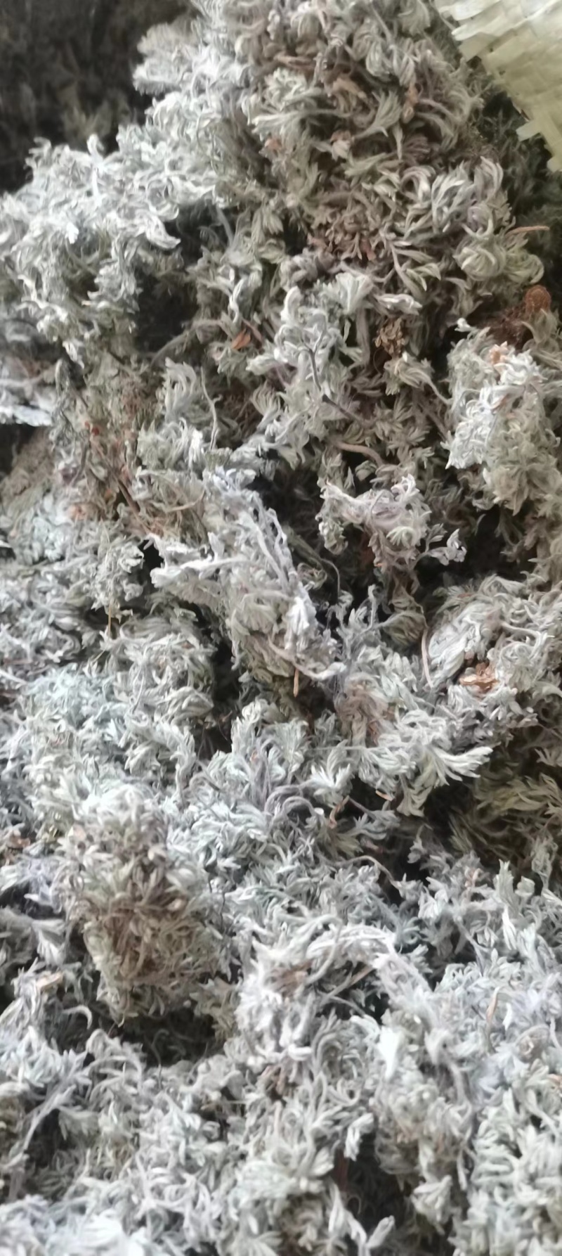 山东本地棉茵陈，无杂质，量大，干度高，前后期常年购销