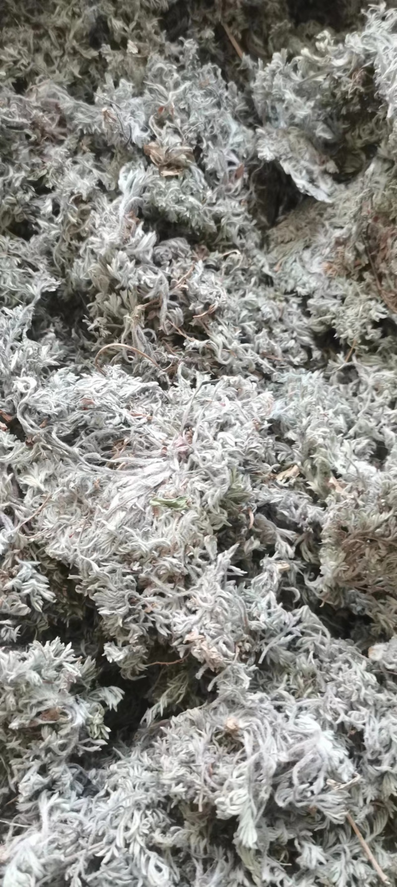 山东本地棉茵陈，无杂质，量大，干度高，前后期常年购销
