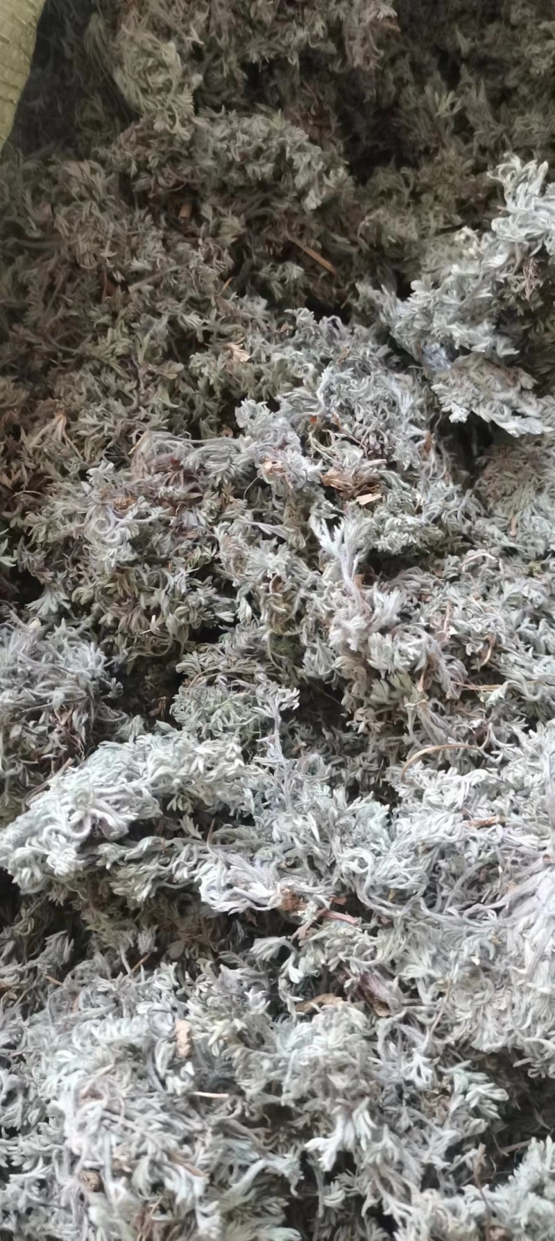 山东本地棉茵陈，无杂质，量大，干度高，前后期常年购销