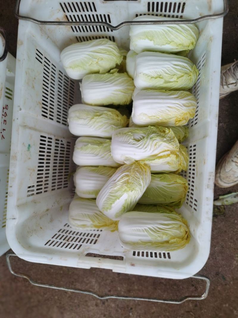 云南娃娃菜。黄包，绿包，大娃产地直发。没有中间商。常年有