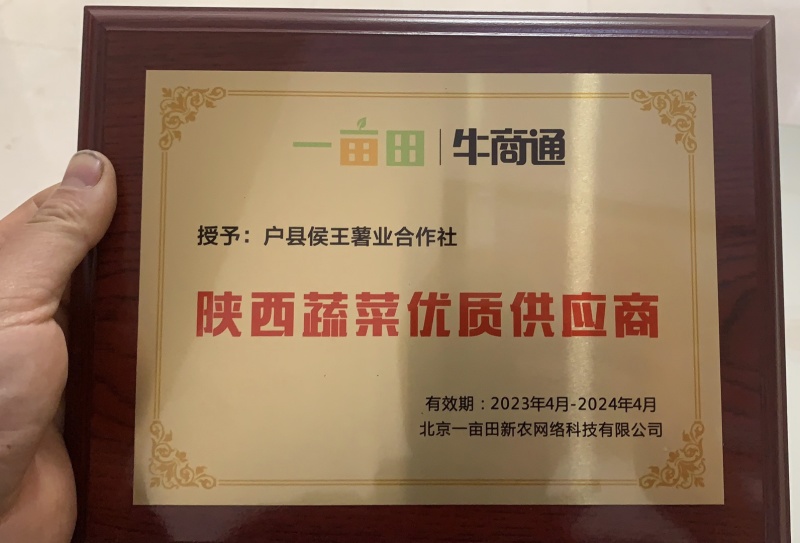 🇨🇳原原种秦薯5号脱毒红薯苗，西瓜红，