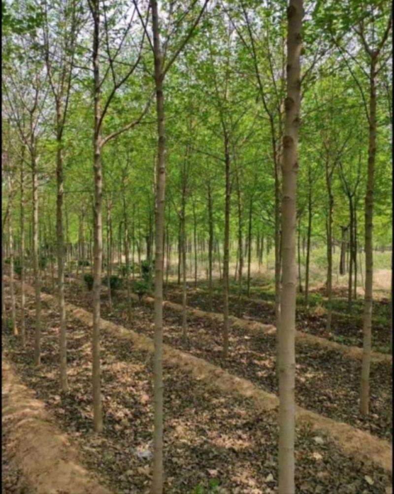 毛梾