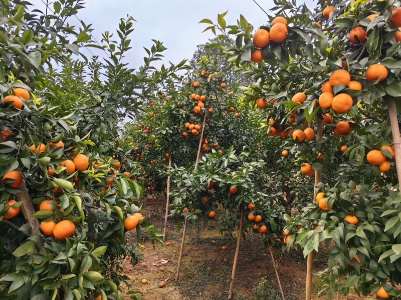 精品沃柑，颜色相当好看，个头均匀！