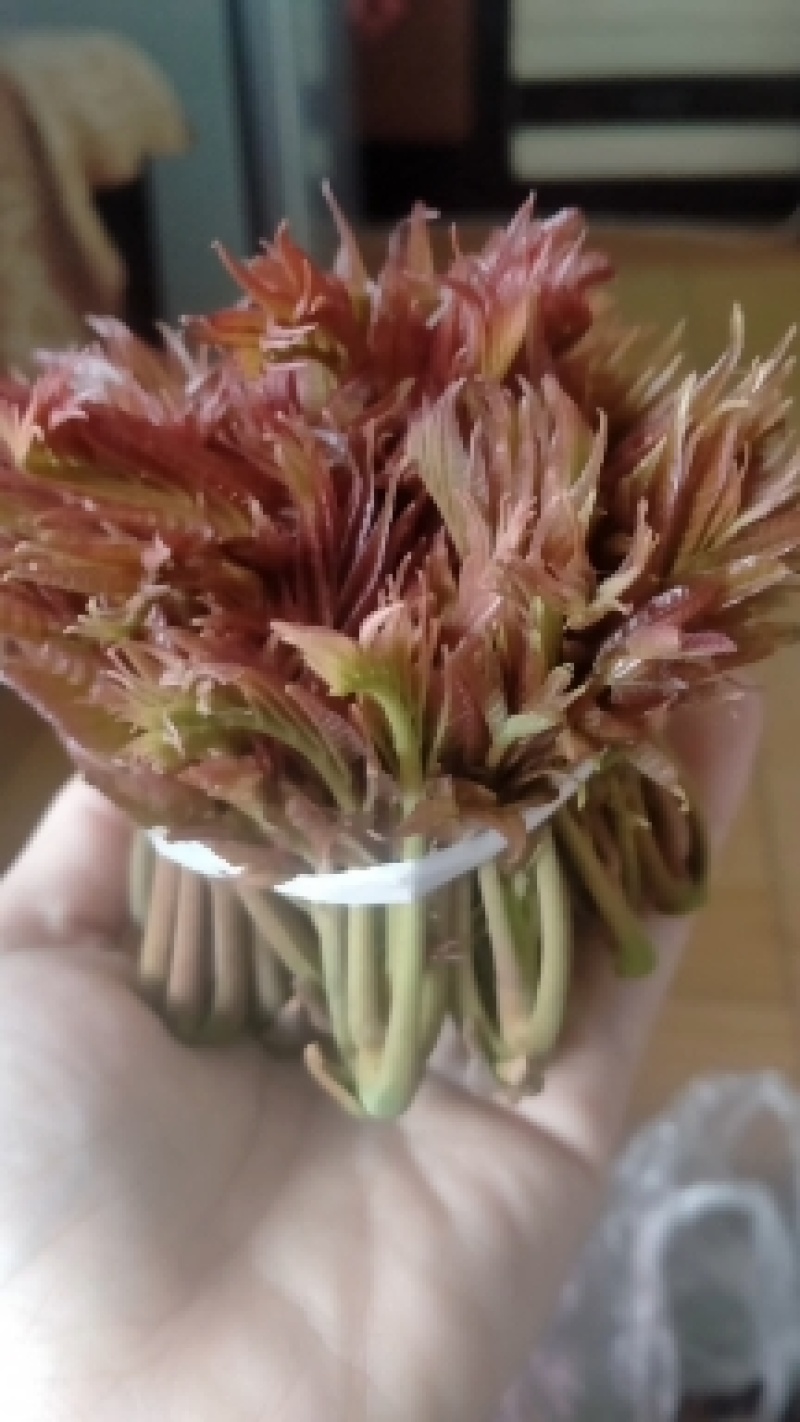 头茬香椿芽：生产基地
