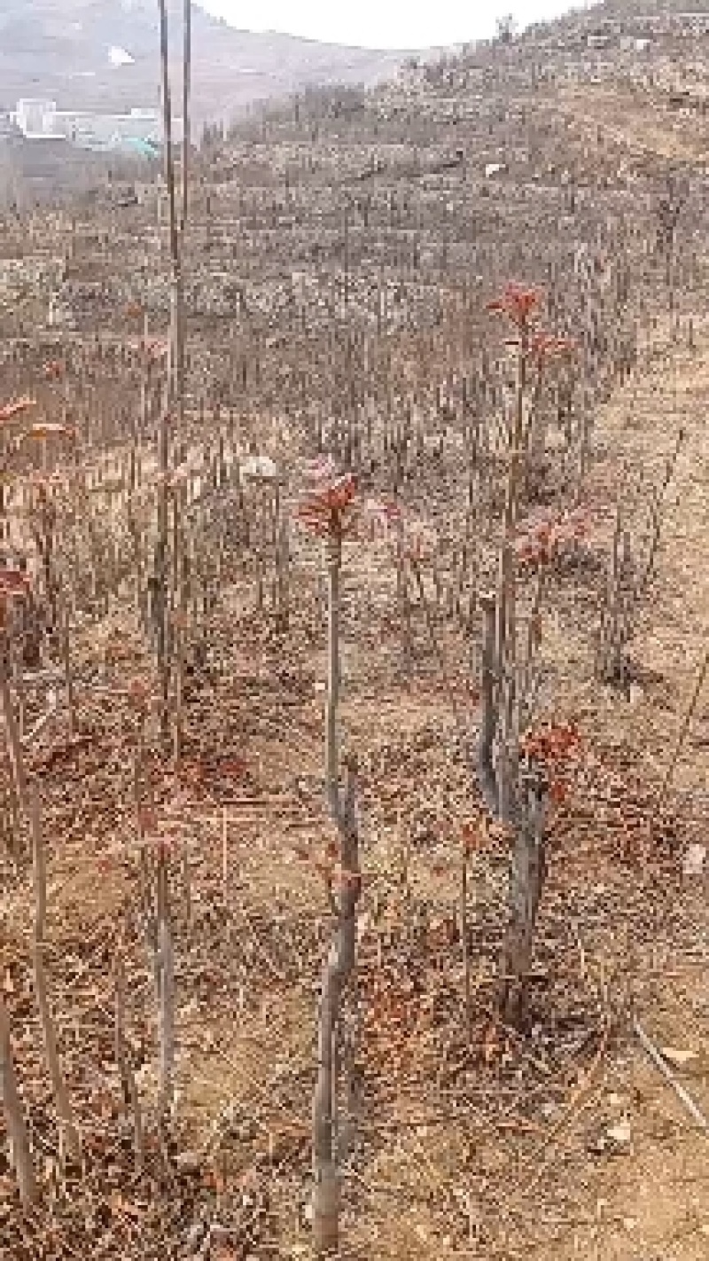 头茬香椿芽：生产基地