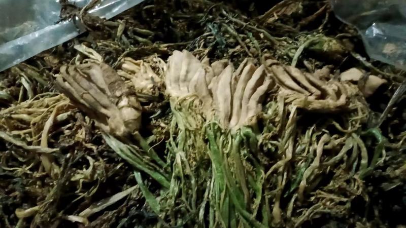 《推荐》精品榨菜大头菜大量上市可视频欢迎来电咨询