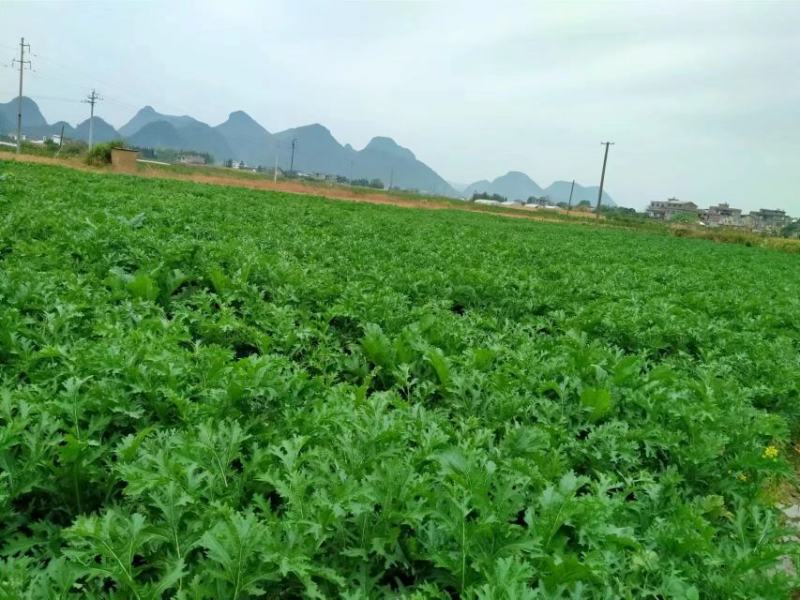 《推荐》精品榨菜大头菜大量上市可视频欢迎来电咨询