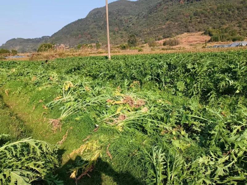 《推荐》精品榨菜大头菜大量上市可视频欢迎来电咨询