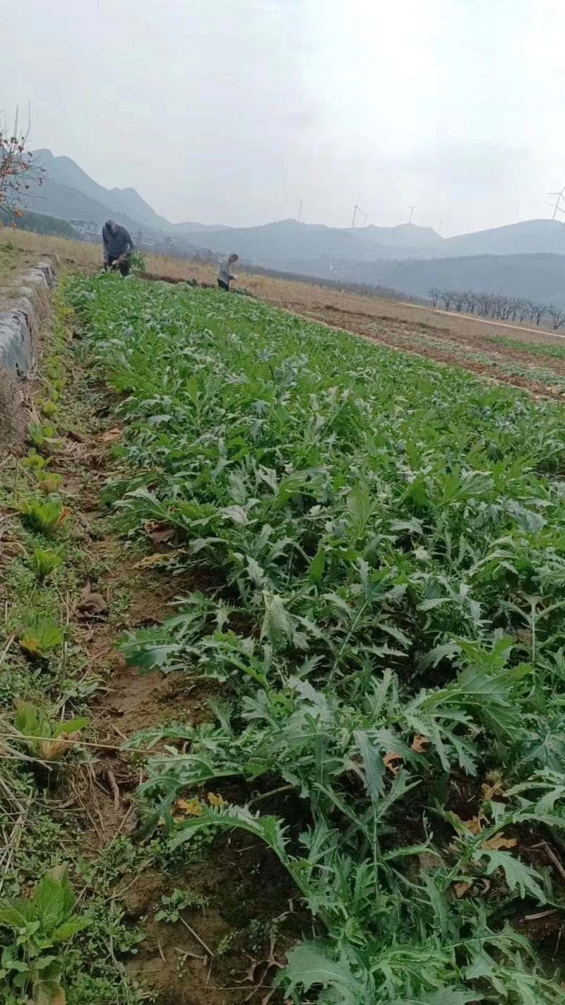 《推荐》精品榨菜大头菜大量上市可视频欢迎来电咨询