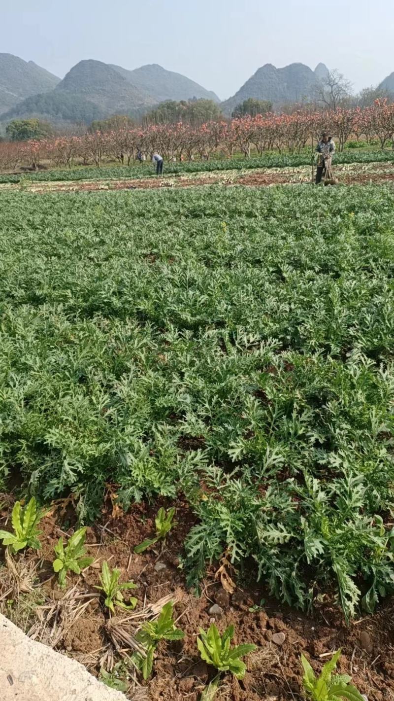 《推荐》精品榨菜大头菜大量上市可视频欢迎来电咨询