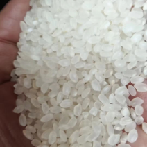 22年园粒珍珠米保证无黄无味1.78