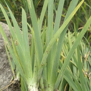 常绿水生鸢尾