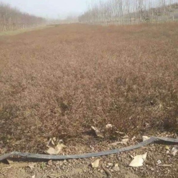 美丽绣线菊