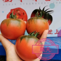 戴夫草莓番茄大量上市，有需要的客商我15320118