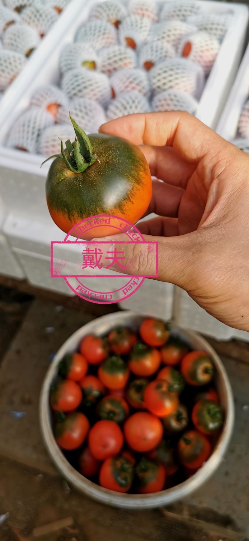 戴夫草莓柿子大量上市