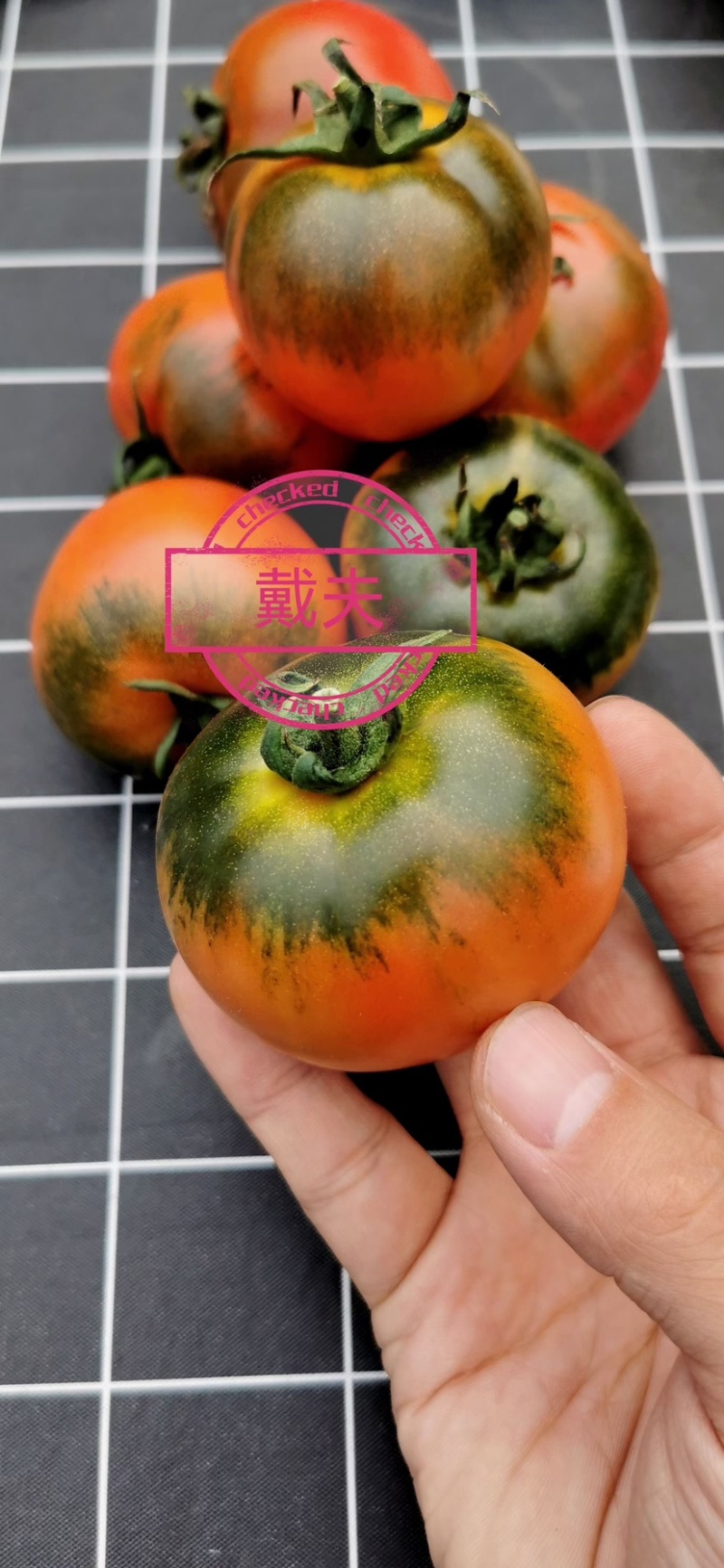 戴夫草莓柿子大量上市