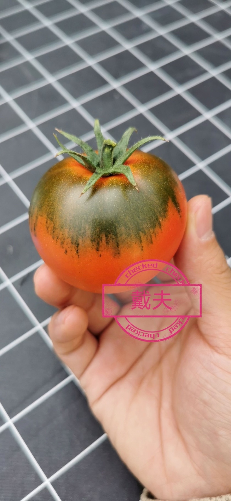 戴夫草莓柿子大量上市