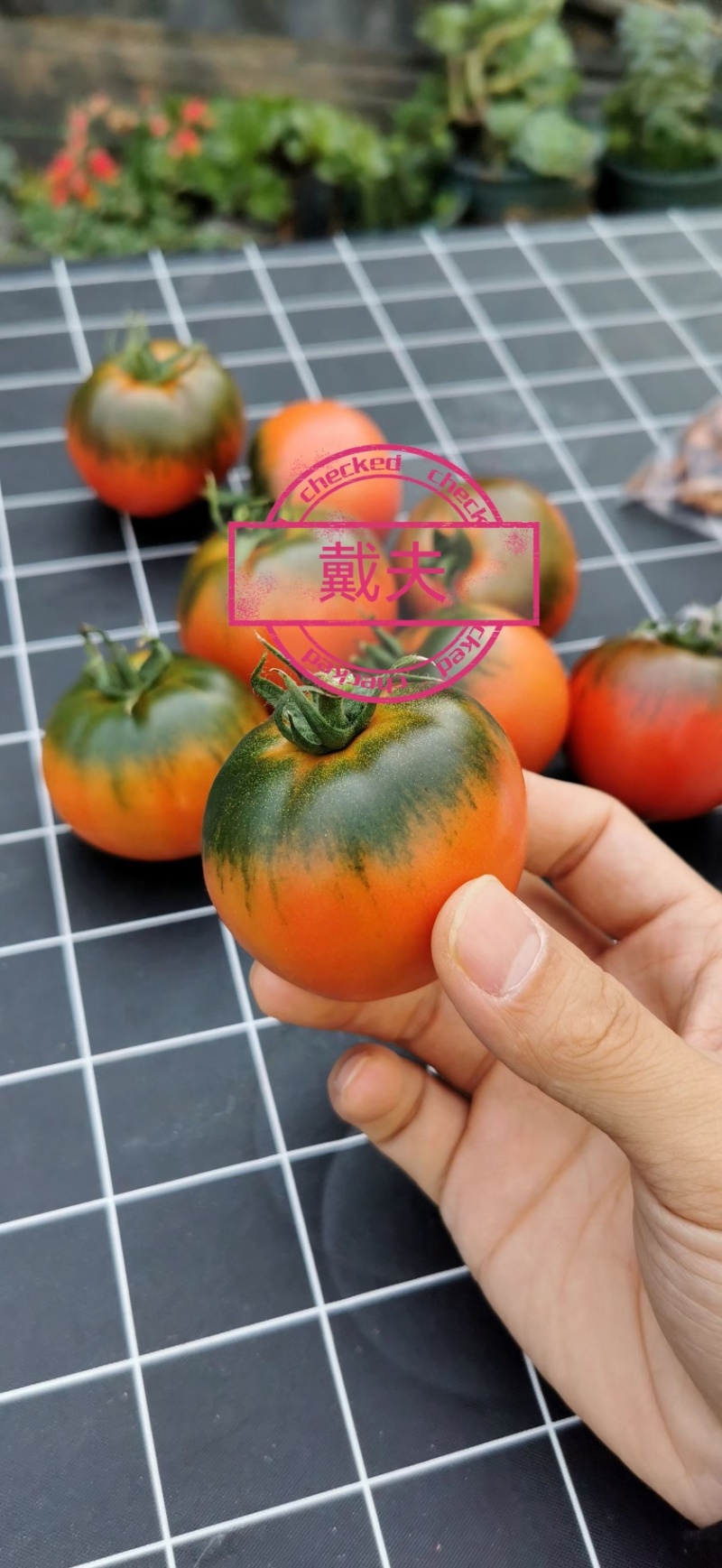 戴夫草莓柿子大量上市