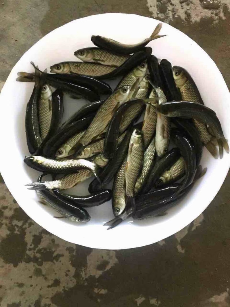 优质淡水草鱼苗，鲩鱼苗适合各种水体养殖，生长速度快