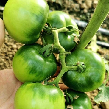 戴夫草莓番茄大量上市