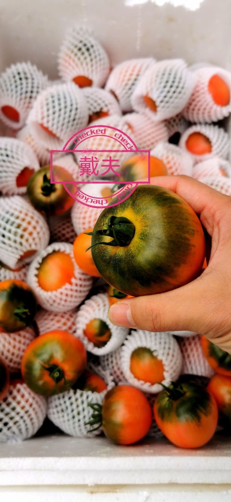 戴夫草莓番茄大量上市