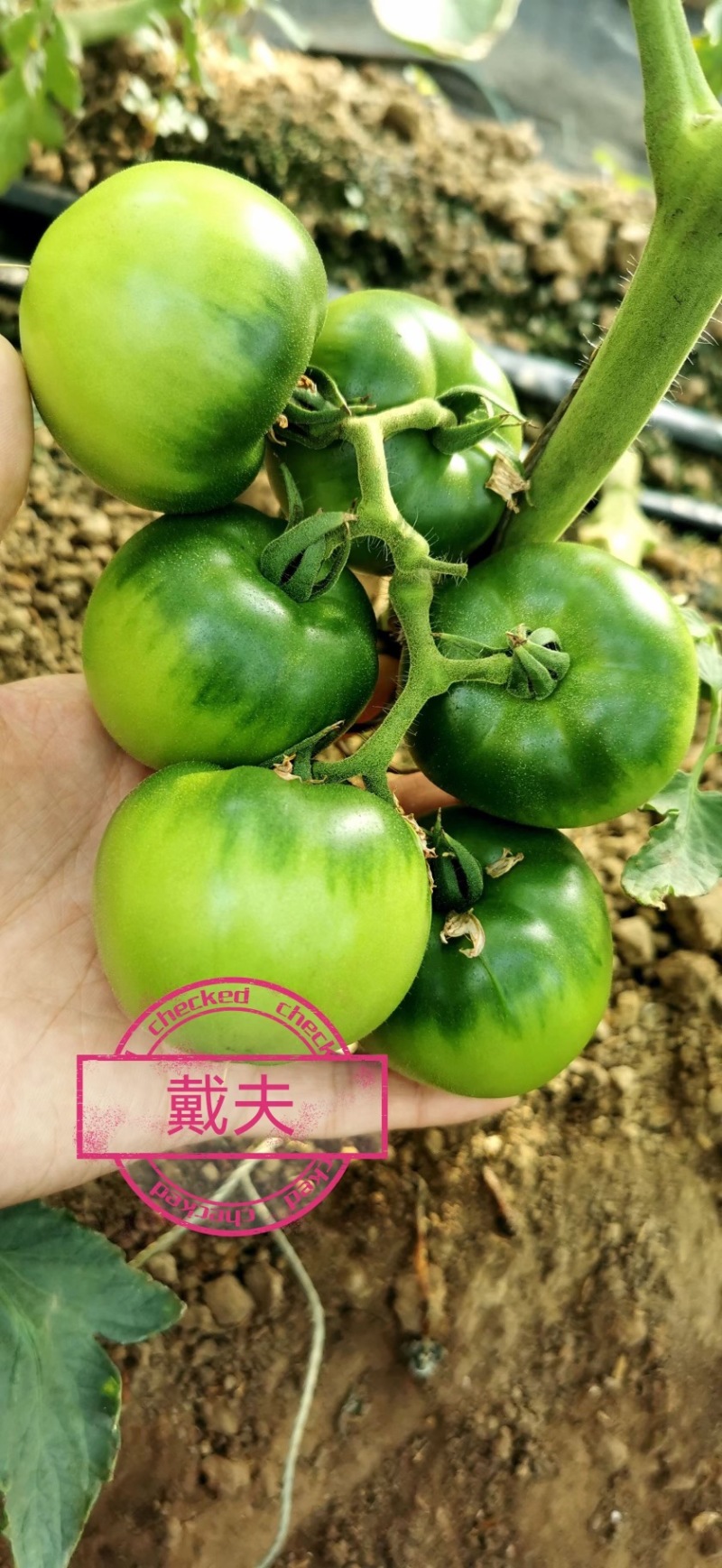戴夫草莓番茄大量上市