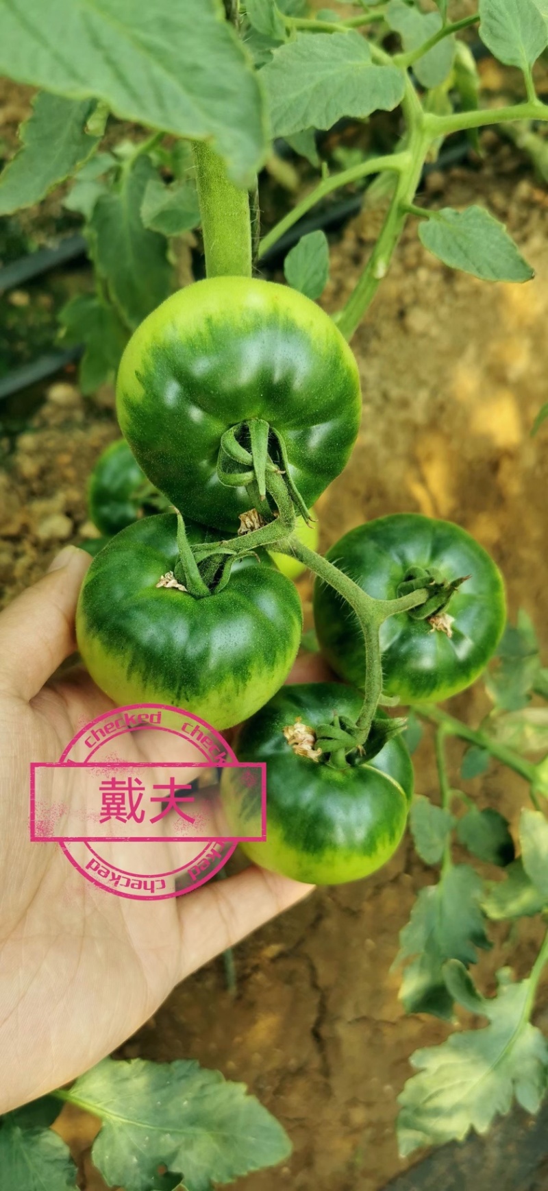 戴夫草莓番茄大量上市