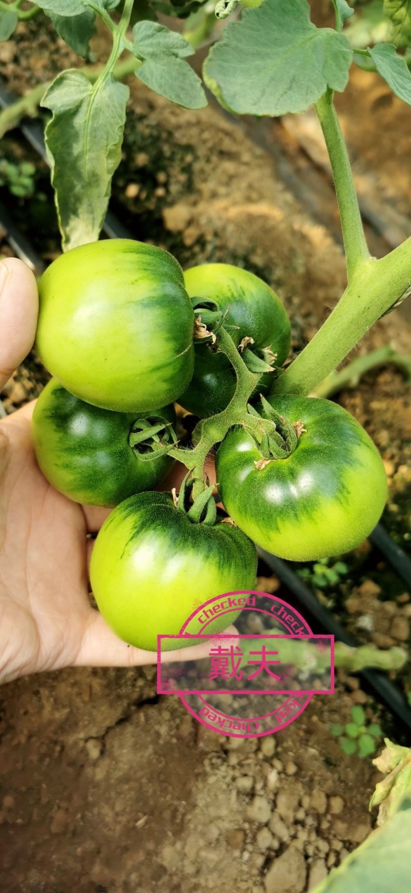 戴夫草莓番茄大量上市