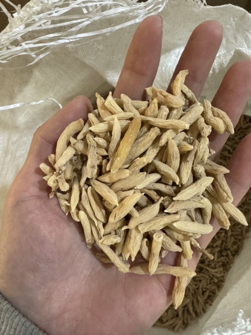 麦冬干麦冬麦门冬保庆药业中药材麦冬实物拍摄