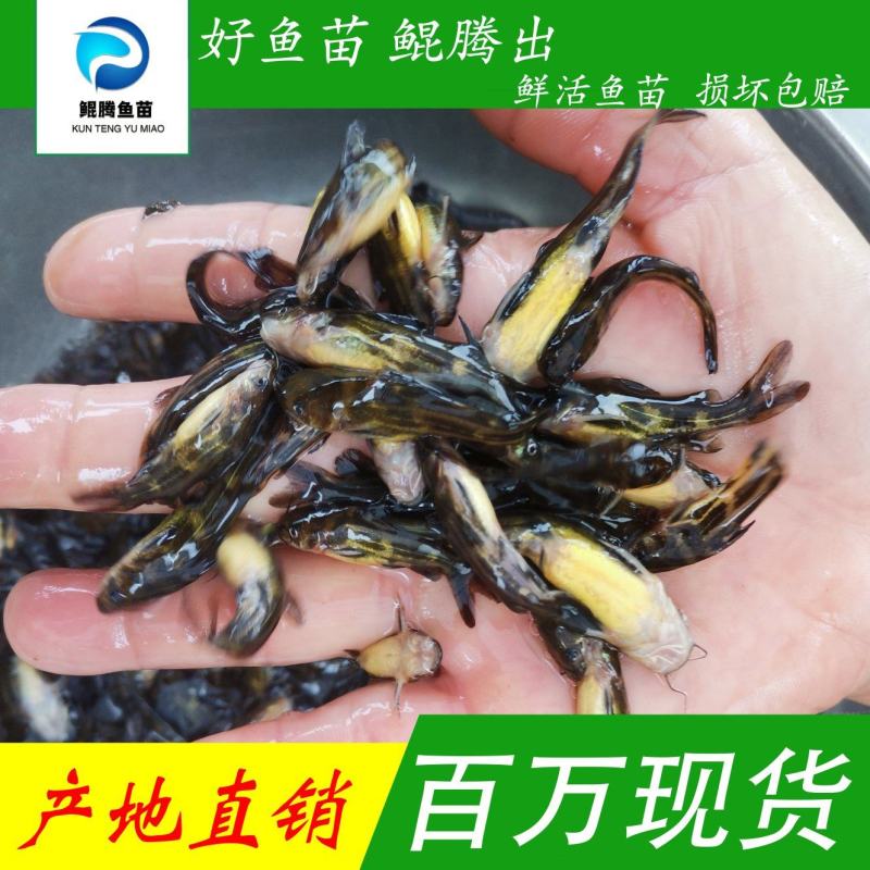 优选黄骨鱼苗淡水养殖产地直销全国发货