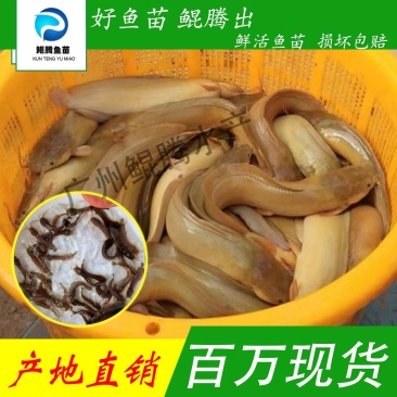 优选塘鲺鱼苗淡水养殖产地直销全国发货